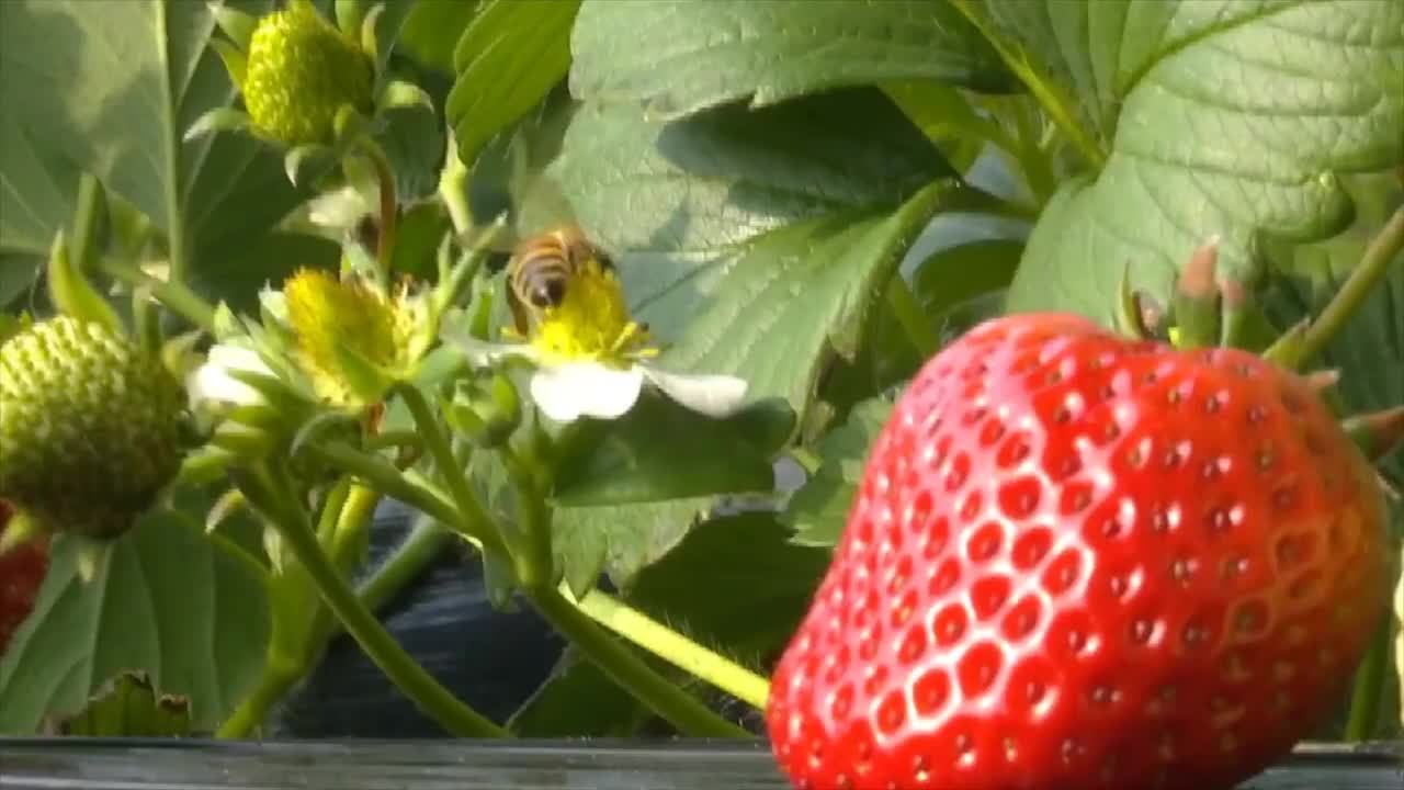 每日损失七八千! 草莓园无人采摘, #种植户日扔百斤烂草莓#